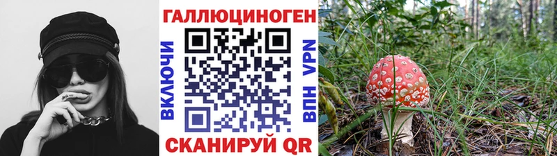 что такое   Высоковск  Галлюциногенные грибы Psilocybe 